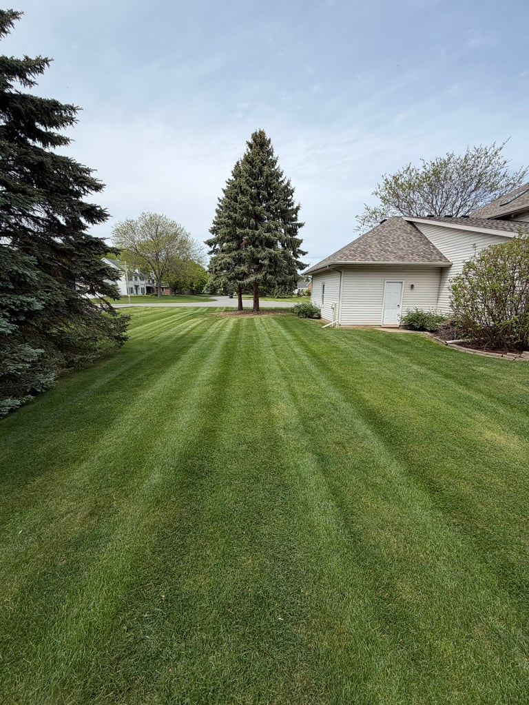 Well-manicured residential lawn with diagonal mowing patterns, surrounded by trees and a white house with garage